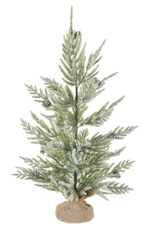 Green Fraser Fir Tree With Pinecones