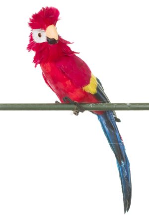 Red Macaw With Fluffy Face