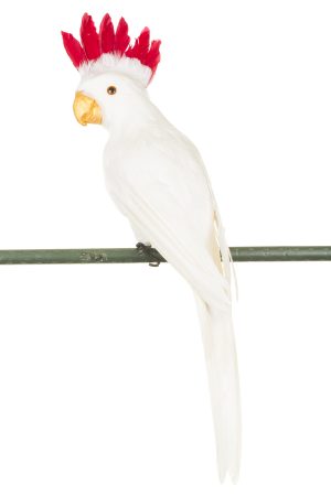 White Parrot With Red Crown Feathers